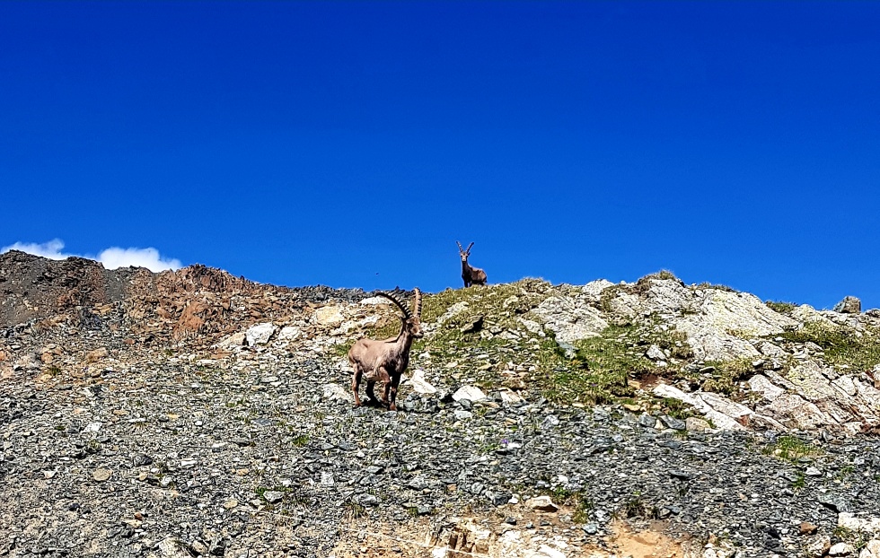 Gian und Giachen_Graubünden