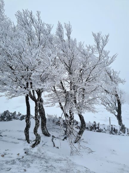 Winterbäume