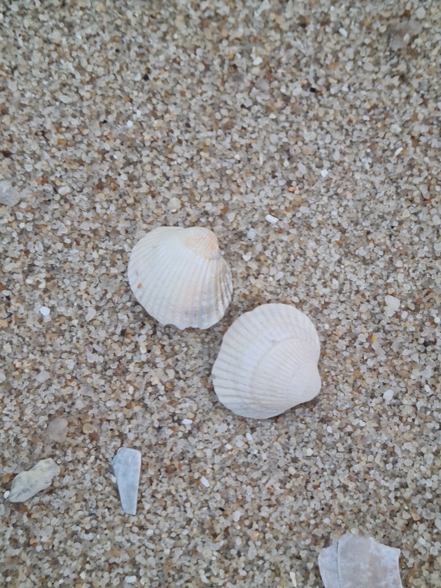 Muscheln