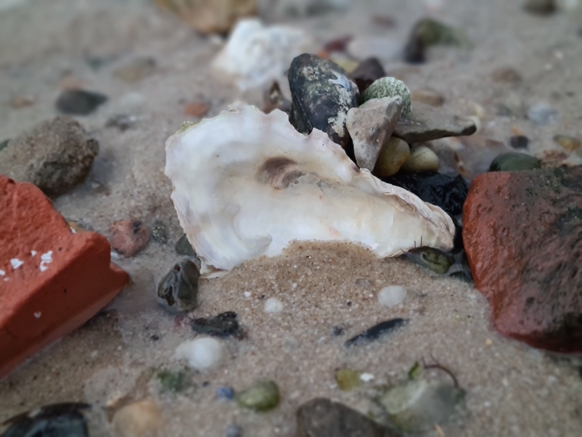 Muscheln