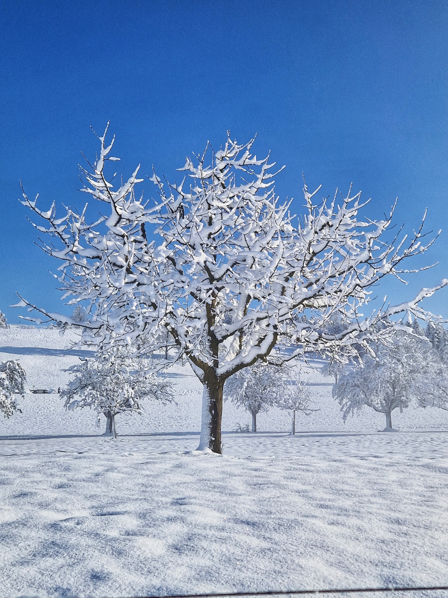 Winterwunderbaum